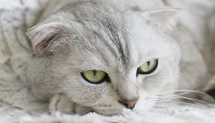 黑料入口——网红黑料有人喊“实锤”——我只问一个:真伪在哪?