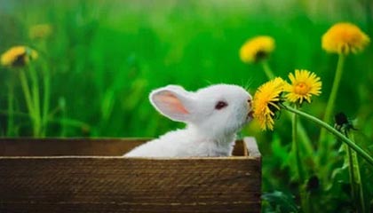 黑料入口——网红黑料有人喊“实锤”——我只问一个:真伪在哪?